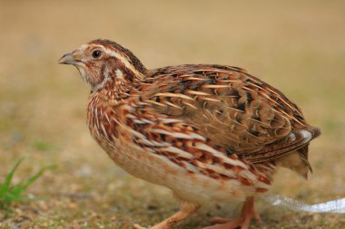 Japonya'da Japon bıldırcın (coturnix japonica)