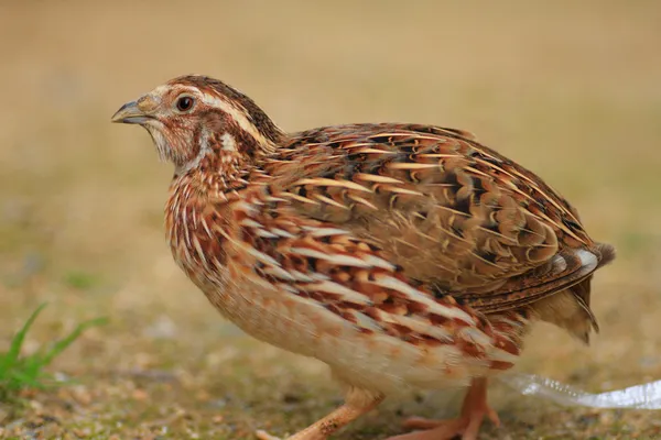 Japanese Quail (Coturnix japonica) in Japan — Stock Photo, Image
