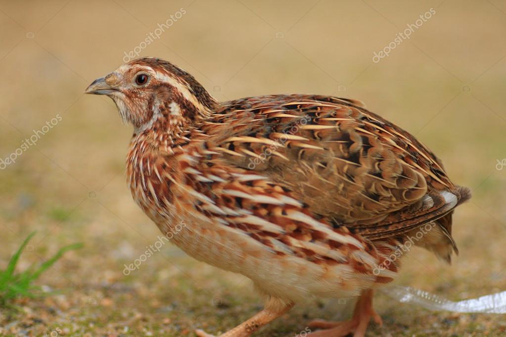 Caille japonaise (coturnix japonica) au Japon — Photo 42701711