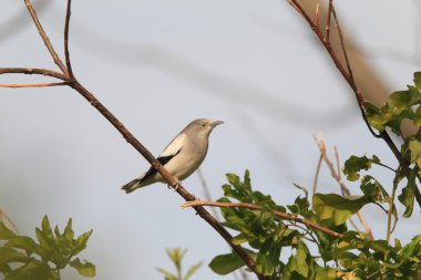 Beyaz omuzlu Starling (Sturnus sinensis) Japonya'da