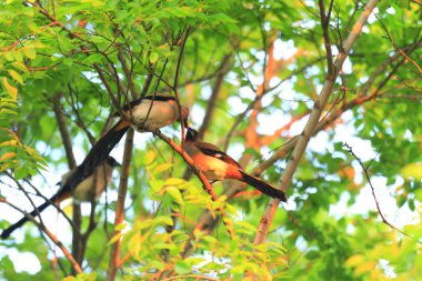 grijze kraaien of Himalaya kraaien (dendrocitta formosae) in taiwan