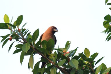grijze kraaien of Himalaya kraaien (dendrocitta formosae) in taiwan