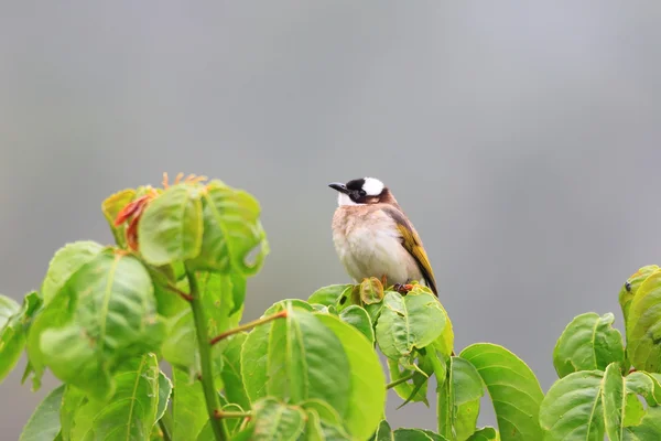 Bulbul ventilado con luz (Pycnonotus sinensis) en Taiwán —  Fotos de Stock