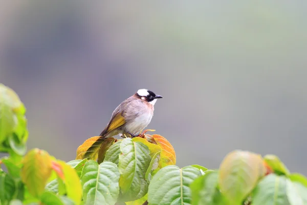 Bulbul de ventilação leve (Pycnonotus sinensis) em Taiwan — Fotografia de Stock