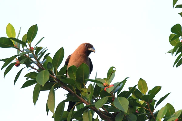 Grå treepie eller himalayan treepie (dendrocitta formosae) i taiwan — Stockfoto