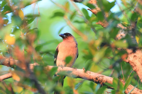 Сіра treepie або гімалайських treepie (dendrocitta formosae) в Тайвані — стокове фото