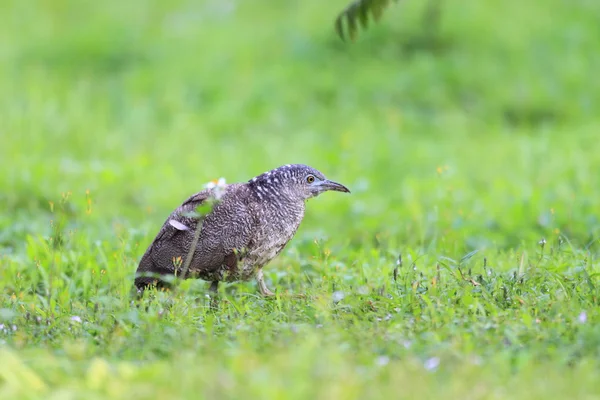 Malaiischer Nachtreiher (gorsachius melanolophus) in Taiwan — Stockfoto