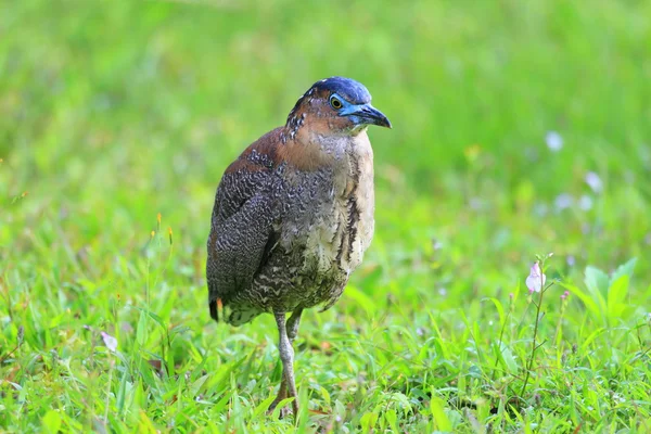 Малайзійський ніч чаплі (Gorsachius melanolophus) в Тайвані — стокове фото