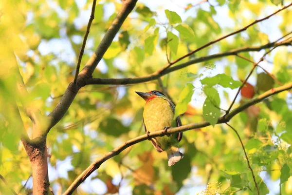 Taiwan Barbet (Megalaima nuchalis) in Taiwan — Stock Photo, Image