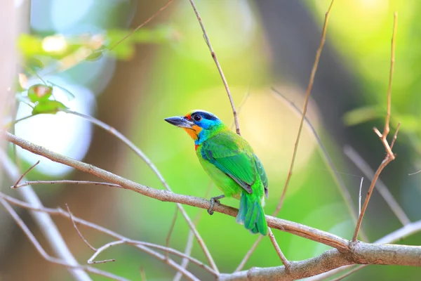 Taiwan Barbet (Megalaima nuchalis) in Taiwan — Stock Photo, Image