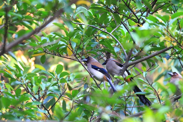 Grijze kraaien of Himalaya kraaien (dendrocitta formosae) in taiwan — Stockfoto