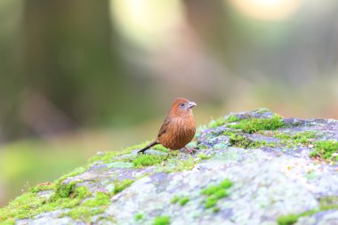 vinaceous çütre (carpodacus vinaceus), Tayvan