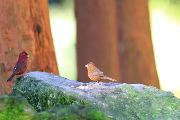 Rosefinch vinoso (Carpodacus vinaceus) en Taiwán — Foto de Stock