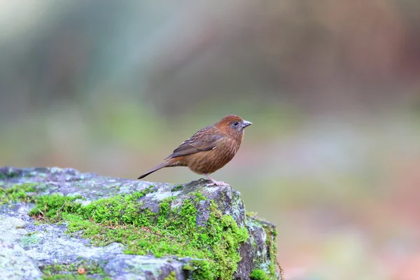 Rosefinch vinoso (Carpodacus vinaceus) en Taiwán — Foto de Stock