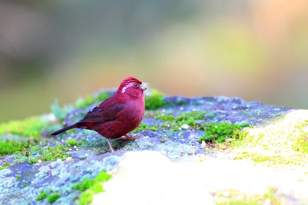 朱雀 (carpodacus vinaceus) 在台湾 — 图库照片