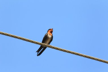 sri Lanka Hill kırlangıç (hirundo domicola)