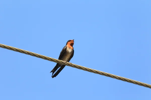 Hill Swallow (Hirundo domicola) in Sri Lanka — Stock Photo, Image