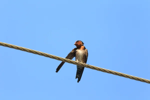 Heuvel swallow (hirundo domicola) in sri lanka — Stockfoto