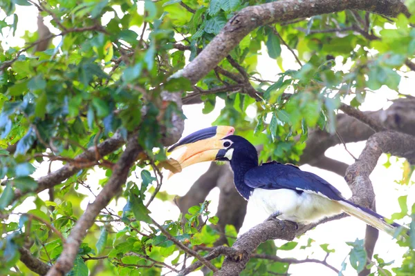 Malabar pied hornbill (anthracoceros coronatus) in udawalawa n.p, sri lanka — Stockfoto