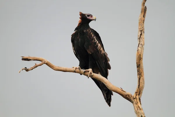 Клинохвостый орёл (Aquila audax) в Австралии — стоковое фото