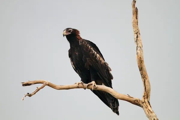 Wedge-tailed eagle (aquila audax) i Australien — Stockfoto
