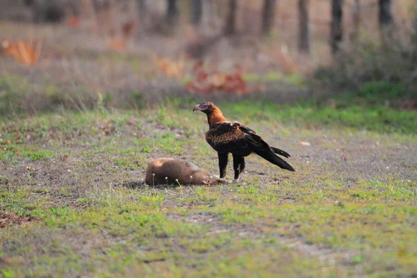 Wedge sledoval orla (aquila audax) v Austrálii — Stock fotografie