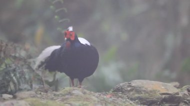 Swinhoe 'nun Sülün Dasyueshan' ı (Lophura swinhoii) Tayvan 'daki Ulusal Orman Dinlenme Bölgesi' nde