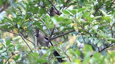 grijze kraaien of Himalaya kraaien (dendrocitta formosae) in taiwan