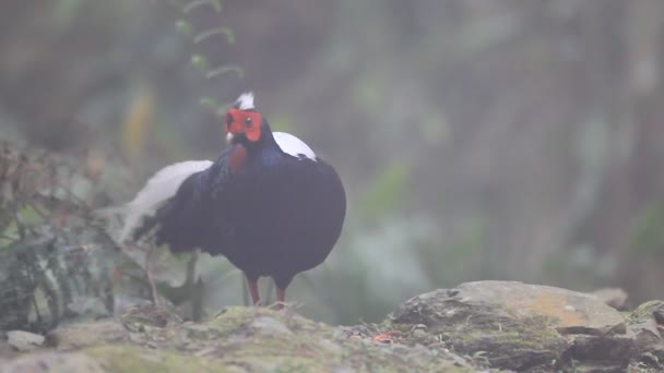 Faisan de Swinhoe Dasyueshan (Lophura swinhoii) dans l'aire forestière nationale de loisirs, taiwan — Video