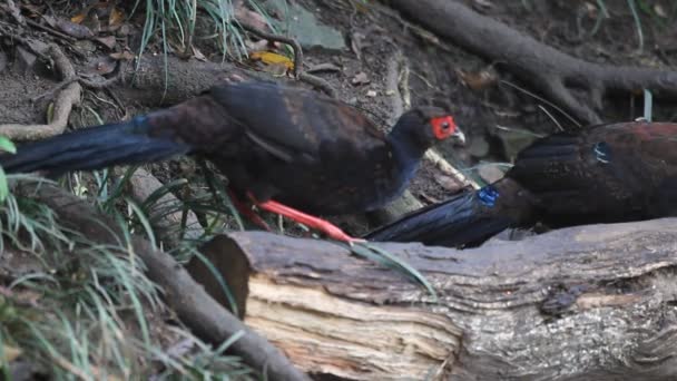 Swinhoes fasan Dasyueshan (Lophura swinhoii) i National Forest Recreation Area, Taiwan — Stockvideo