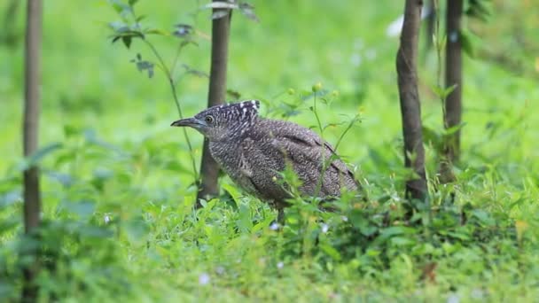 Malaiischer Nachtreiher (gorsachius melanolophus) in Taiwan — Stockvideo