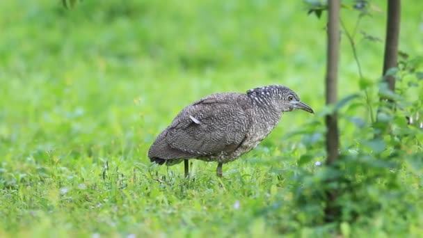 Malezyjski Ślepowron (Gorsachius melanolophus) na Tajwanie — Wideo stockowe