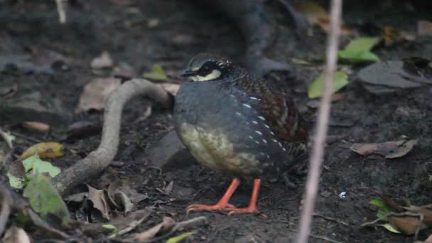 Perdiz de Taiwán (Arborophila crudigularis) en Taiwán — Vídeo de stock