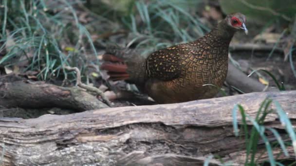 Fagiano di Swinhoe Dasyueshan (Lophura swinhoii) nella National Forest Recreation Area, taiwan — Video Stock