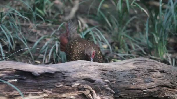 Swinhoe 's fazant Dasyueshan (Lophura swinhoii) in het National Forest Recreation Area, Taiwan — Stockvideo