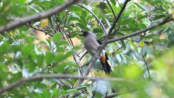 Grijze kraaien of Himalaya kraaien (dendrocitta formosae) in taiwan — Stockvideo