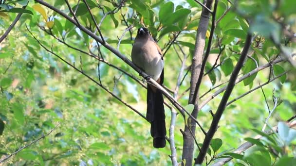 Grå treepie eller himalayan treepie (dendrocitta formosae) i taiwan — Stockvideo