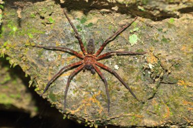 Itanium tabanlı sistemler için kahverengi huntsman örümcek (heteropoda venatoria), Tayvan