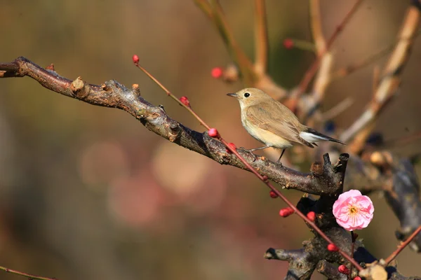 붉은 가슴 새 (ficedula parva) 일본에서 — 스톡 사진