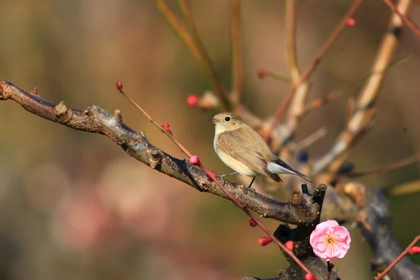 붉은 가슴 새 (ficedula parva) 일본에서 — 스톡 사진