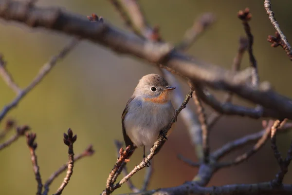 Moucherolle à poitrine rouge (Ficedula parva) au Japon — Photo