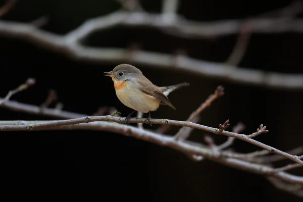 ஜப்பானில் சிவப்பு மார்பக பறவைப் பிடிப்பவர் (Ficedula parva) — ஸ்டாக் புகைப்படம்