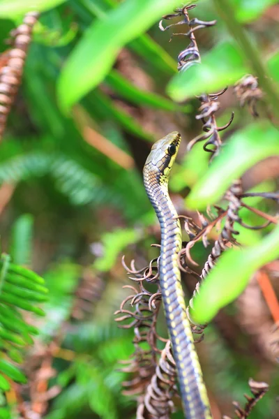 Cobra-árvore-de-Bronzeback comum (Dendrelaphis tristis) no Sri Lanka — Fotografia de Stock