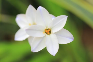 Bahar star (ipheion uniflorum), Japonya