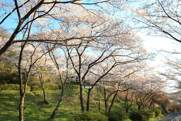 Japońska wiśnia kwiaty drzewo lub sakura w Japonii — Zdjęcie stockowe