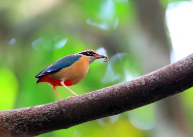 Hint pide (pide brachyura) sri Lanka