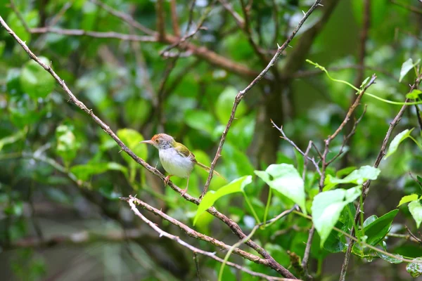 Ortak tailorbird — Stok fotoğraf