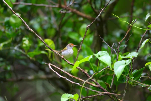 Pájaro sastre común — Foto de Stock