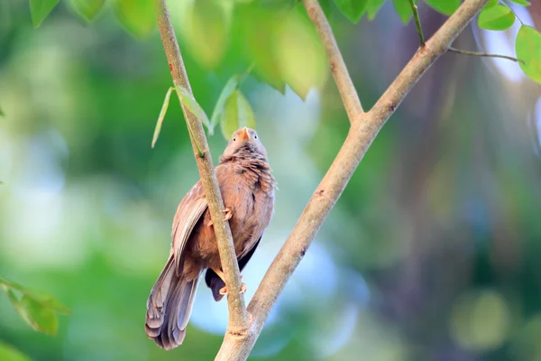 Желтоклювый бабблер или белоголовый бабблер (Turdoides affinis) в Шри-Ланке — стоковое фото