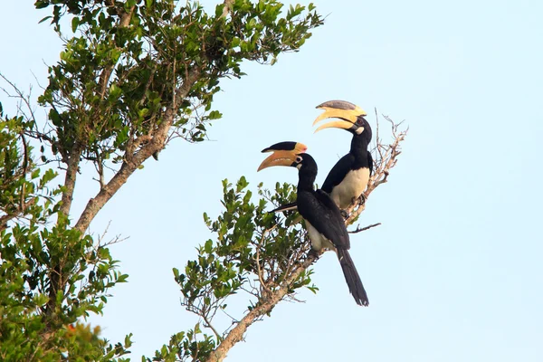 Malabar pied hornbill — Stockfoto
